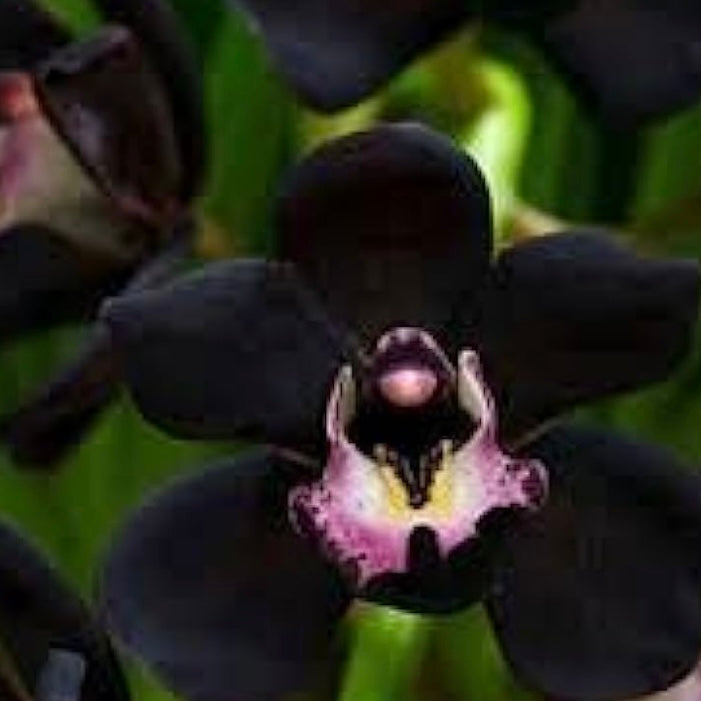 "Black Orchid" Assigned Pooling Hand-dyed Yarn